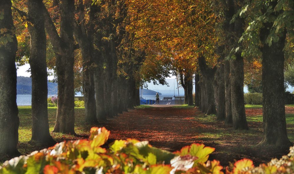 Die Allee zum See