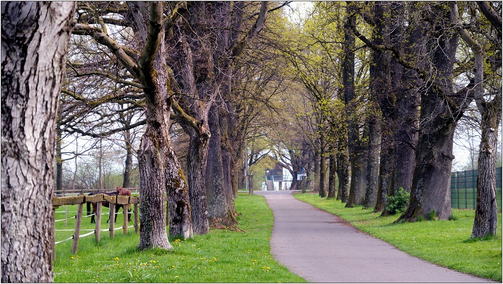 ... die Allee zum See ...