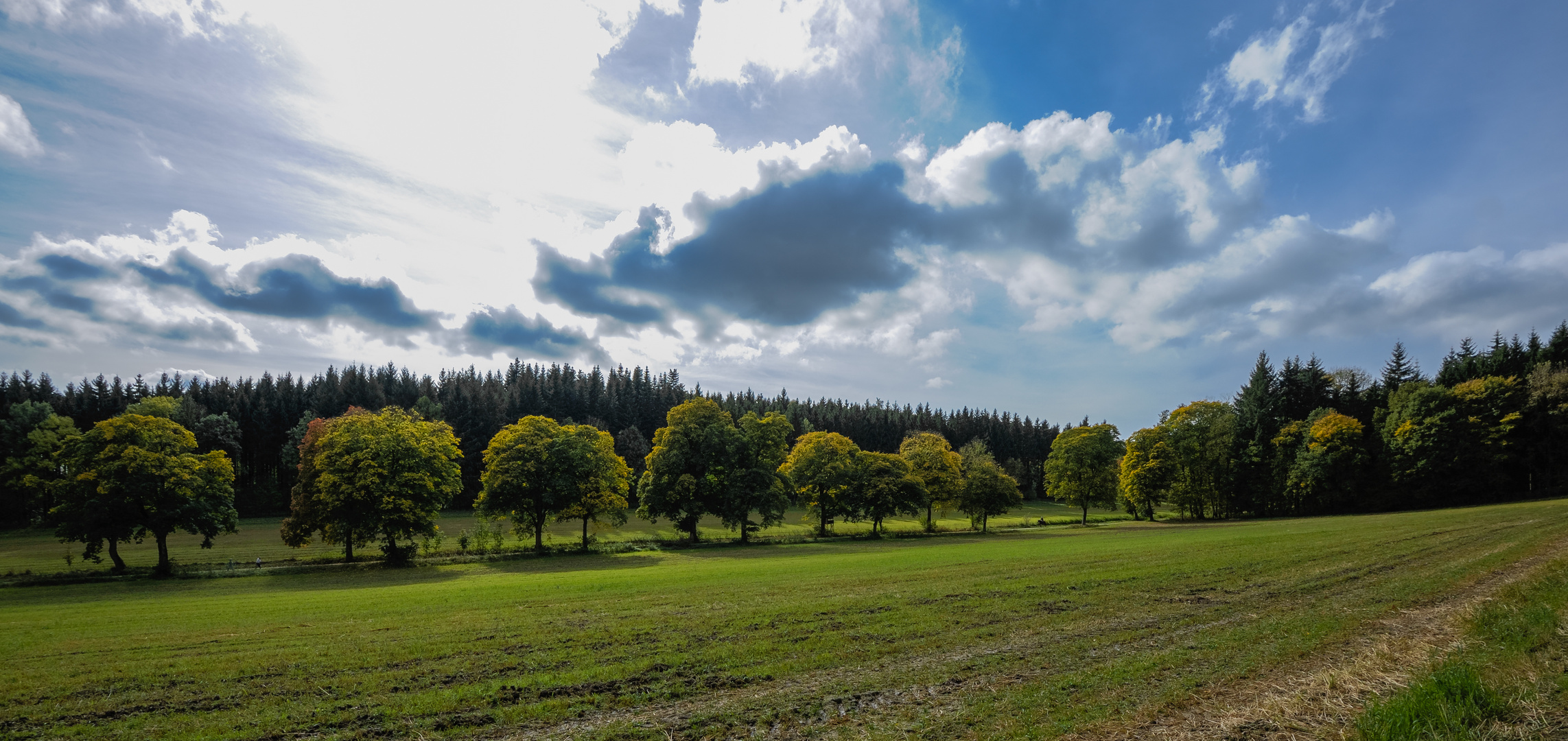 die Allee zum Wellenburger Weiher