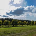 die Allee zum Wellenburger Weiher