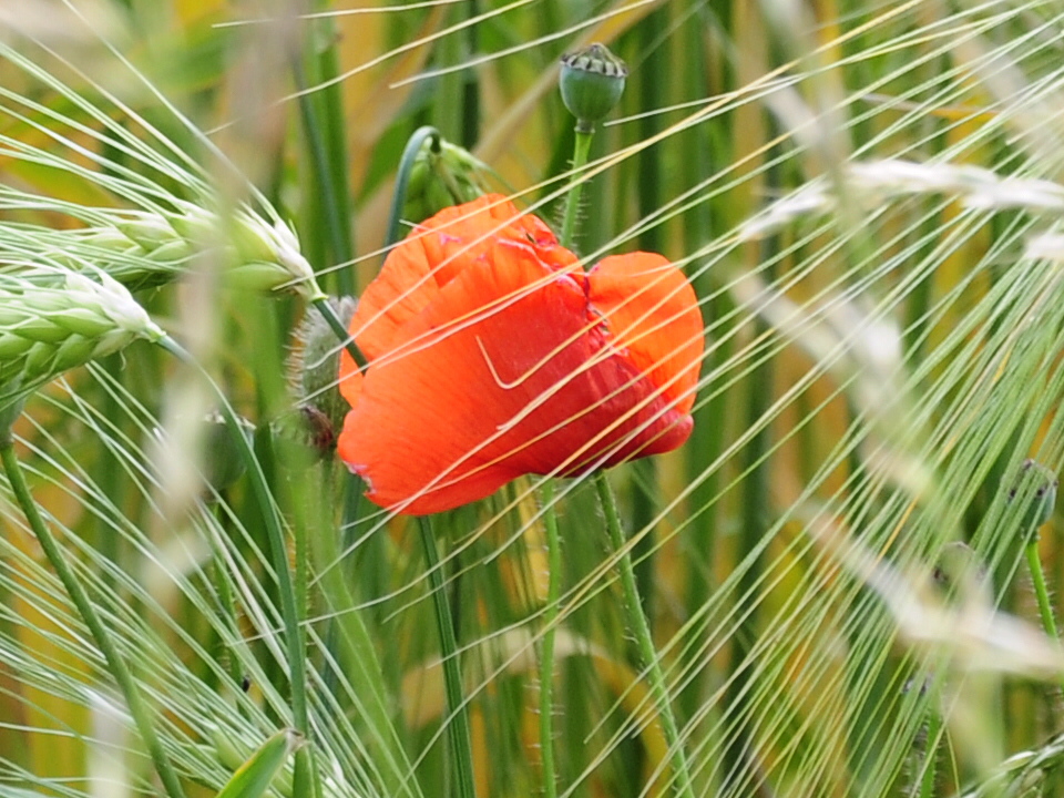 die aller letzte Mohnblume