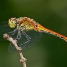 Die allererste Heidi! Ein junges Männchen der Blutroten Heidelibelle (Sympetrum sanguineum)