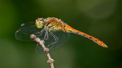 Die allererste Heidi! Ein junges Männchen der Blutroten Heidelibelle (Sympetrum sanguineum)