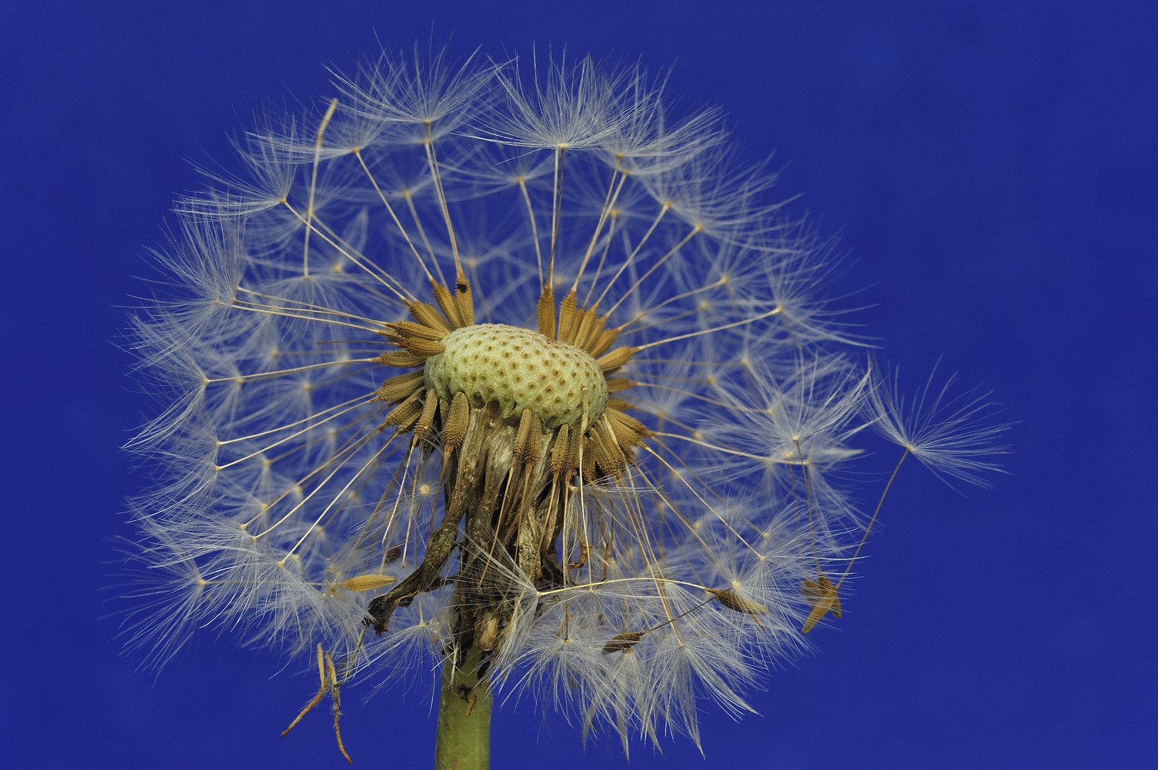 Die allerletzte Pusteblume