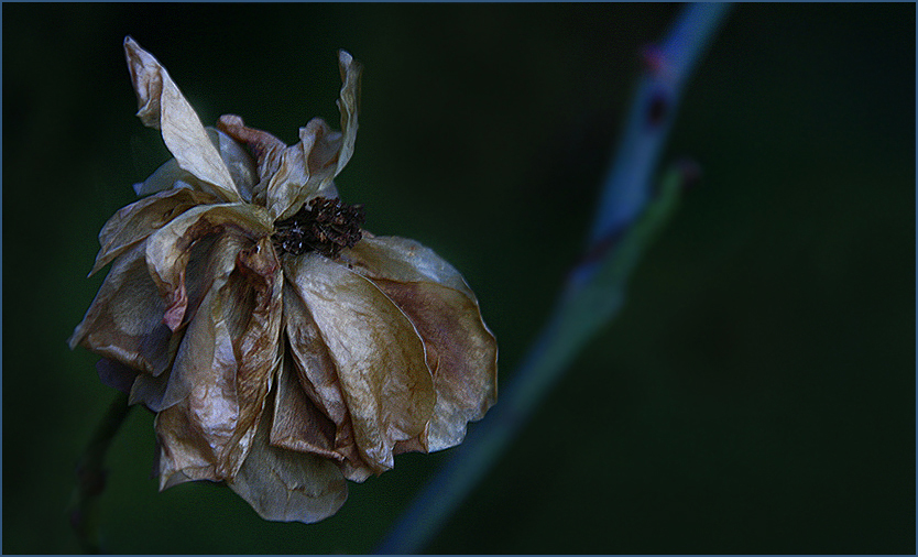 die allerletzte Rose im Garten...