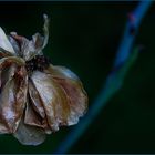 die allerletzte Rose im Garten...