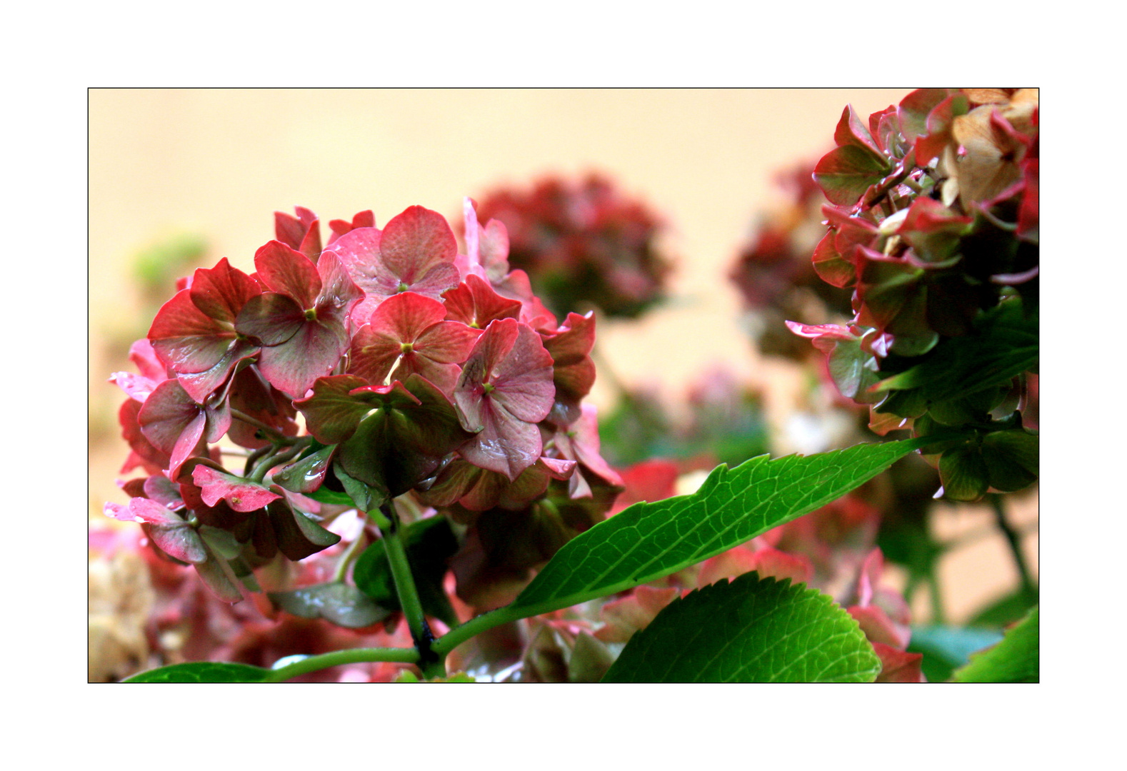 Die allerletzten Blüten im Garten