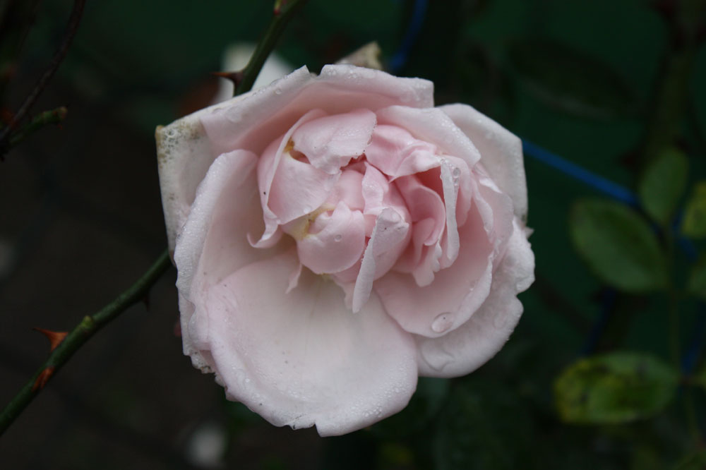 die allerletzten Rosen am Stock dieses Jahr v. 25.11.13