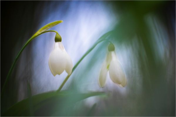 Die allerletzten Schneeglöckchen