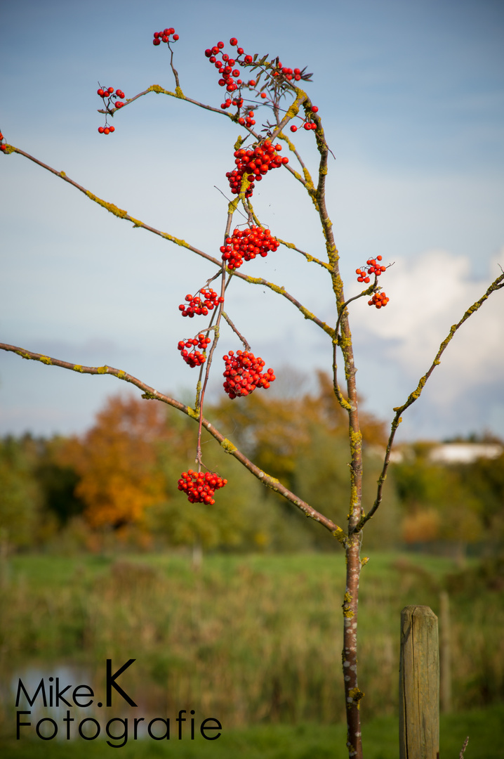 Die allerletzten Wildtrauben in der Umgebung (herbst)