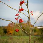 Die allerletzten Wildtrauben in der Umgebung (herbst)