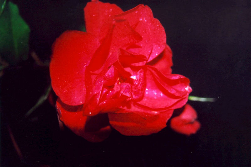 Die allerschönste Rose