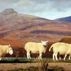 Die allgegenwärtige Bevölkerungsmehrheit der Highlands