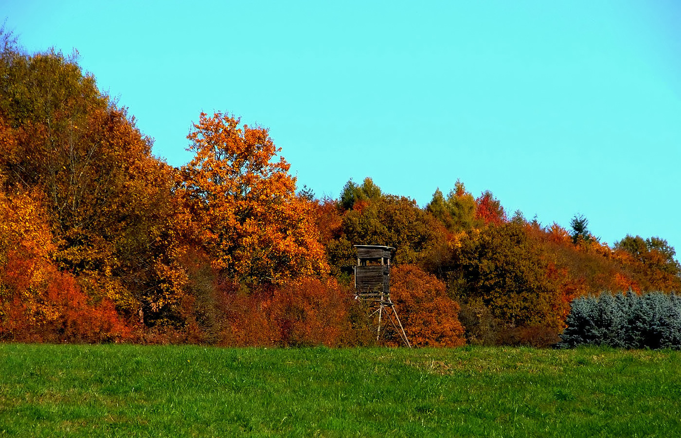 Die alljährlichen Wildwochen ...