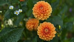 die allseits beliebte Dahlie
