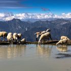 Die Almen auf dem Monte Baldo