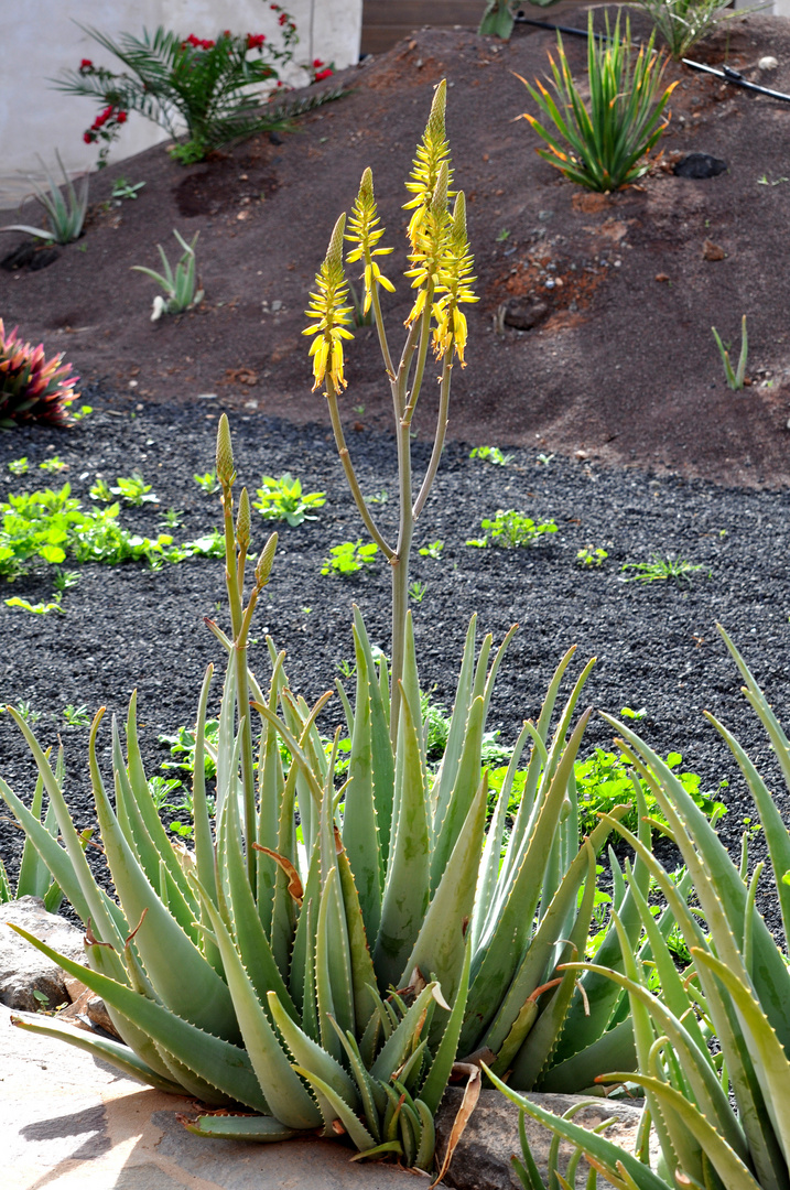 Die ALOE vera im Garten.... Foto & Bild pflanzen, pilze & flechten
