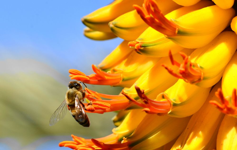 Die Aloen nun in voller Bluete.... Foto & Bild | pflanzen, pilze ...