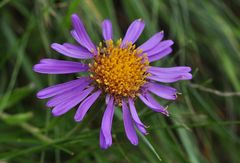 Die Alpen- Aster (Aster alpinus)