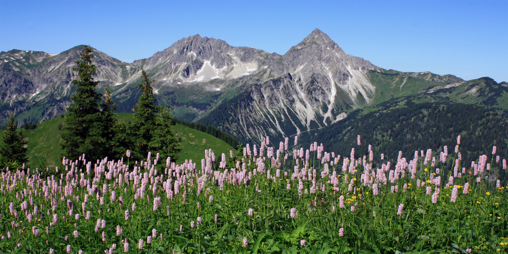 Die Alpen blühen!