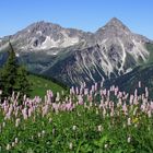 Die Alpen blühen!