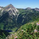 Die Alpen blühen!