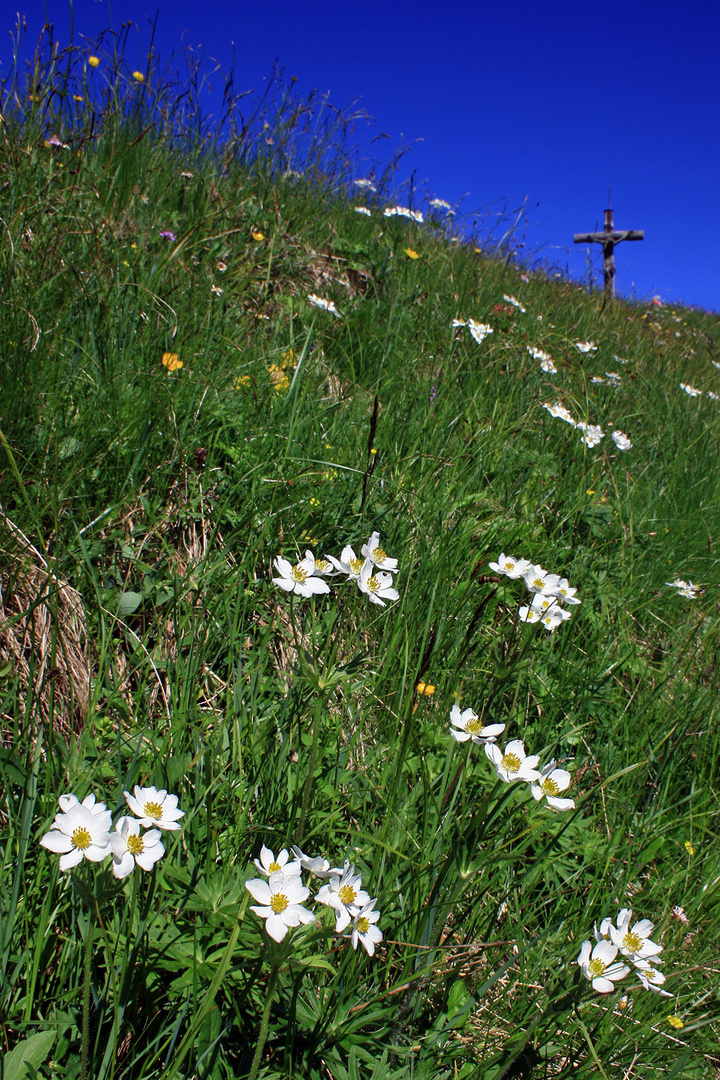 Die Alpen blühen!