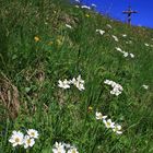 Die Alpen blühen!