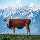 Die Alpenbergsteigerin