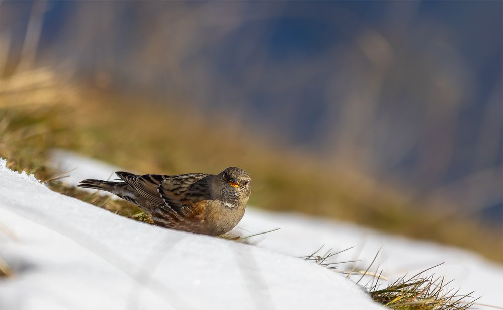 "Die Alpenbewohnerin....."