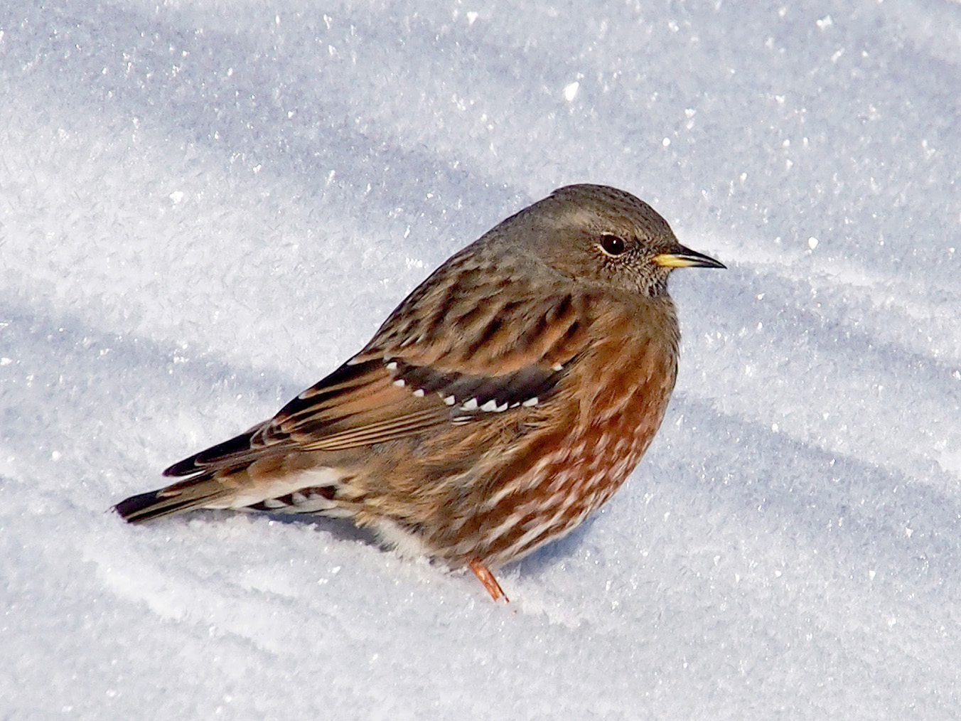 Die Alpenbraunelle (Prunella collaris) In ihrem Element ...