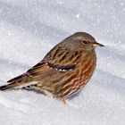 Die Alpenbraunelle (Prunella collaris) In ihrem Element ...