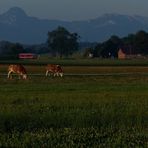 Die Alpenmilch, die Laster und die Abgase