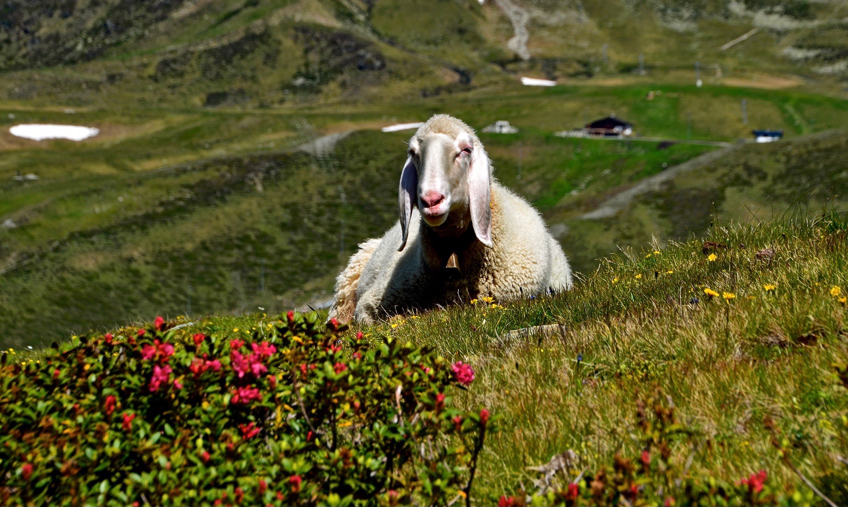 Die Alpenrosen