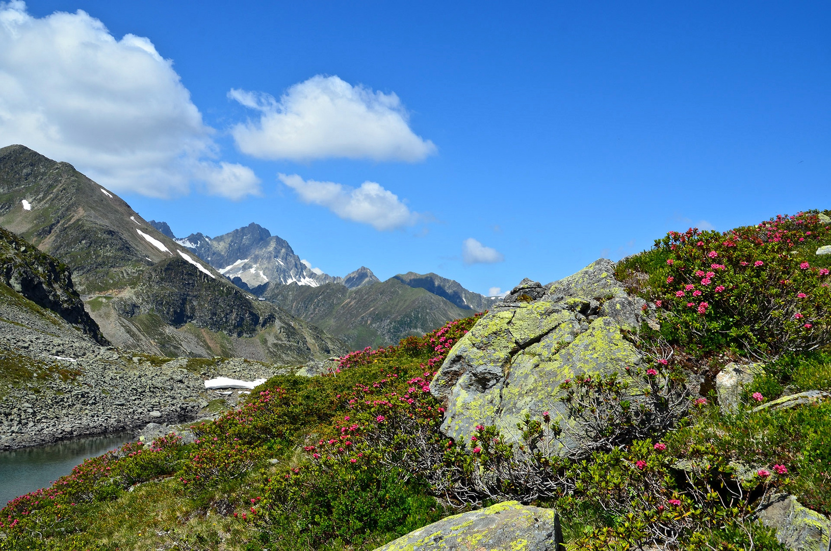 Die Alpenrosen in Kühtai 