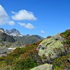 Die Alpenrosen in Kühtai 