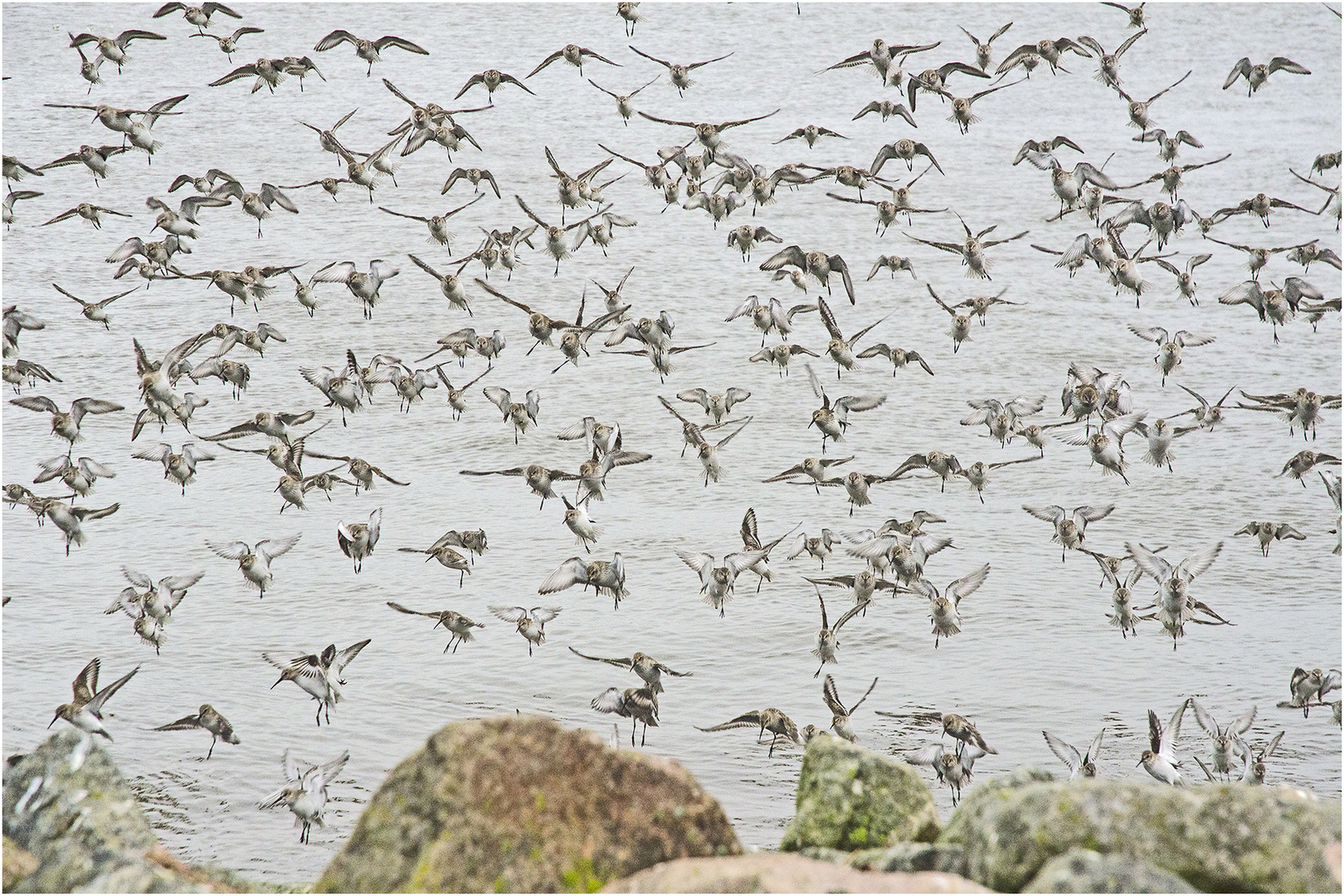 Die Alpenstrandläufer (Calidris alpina) im Anflug (1) . . .