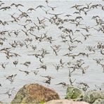 Die Alpenstrandläufer (Calidris alpina) im Anflug (1) . . .