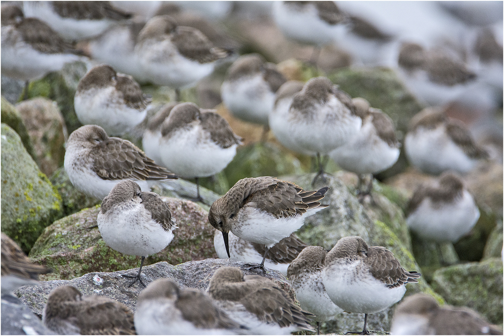 Die Alpenstrandläufer (Calidris alpina) ruhen aus (2) . . .