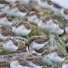 Die Alpenstrandläufer (Calidris alpina) ruhen aus (2) . . .