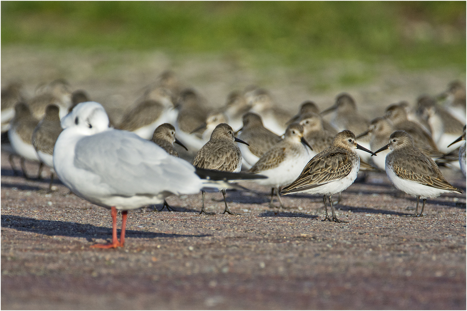 Die Alpenstrandläufer (Calidris alpina) wirken im Vergleich zu der . . . 