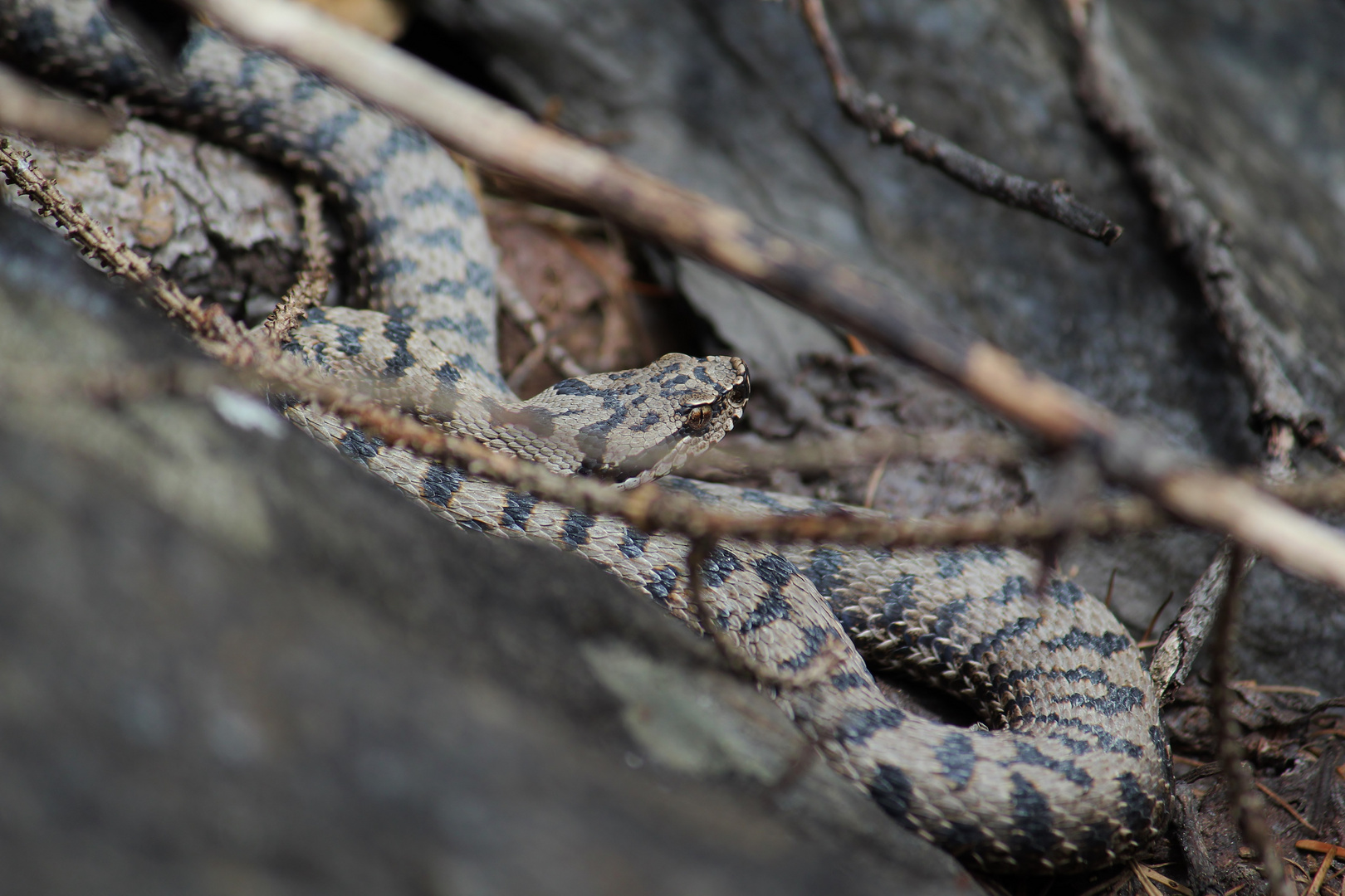 Die Alpenviper (Vipera a.aspis)"atra"