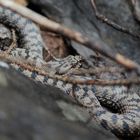 Die Alpenviper (Vipera a.aspis)"atra"