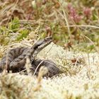 Die Alpenviper (Vipera aspis)