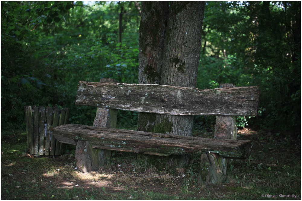 Die alte Bank im Wald Foto & Bild | pflanzen, pilze & flechten, bäume