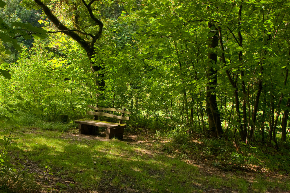 Die alte Bank im Wald