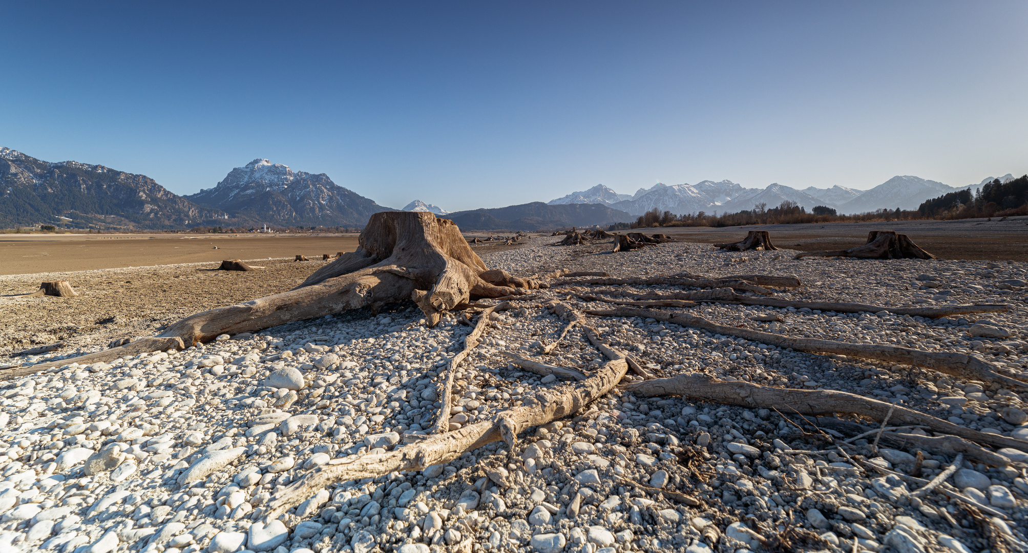 Die alte Baumwurzel im Forggensee