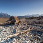 Die alte Baumwurzel im Forggensee