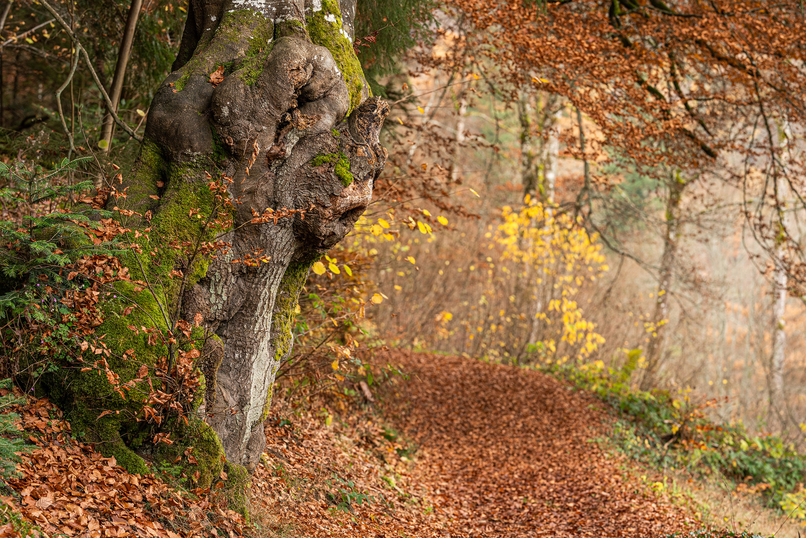 Die alte Buche