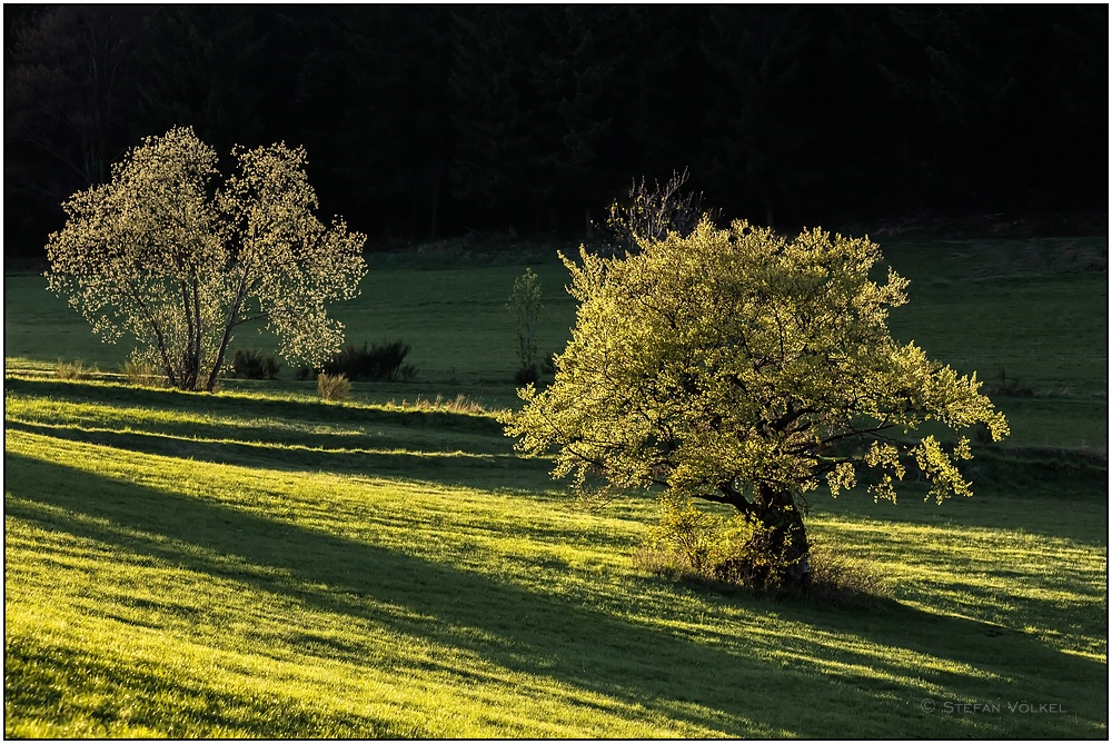 Die alte Buche im Feld